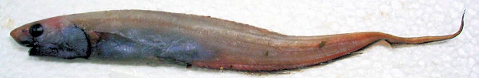 Notacanthus bonaparte_05.jpg